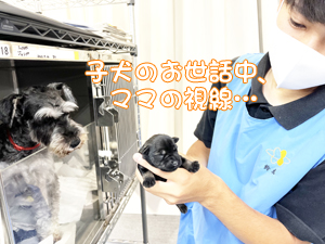 ２年生、子犬のお世話☆